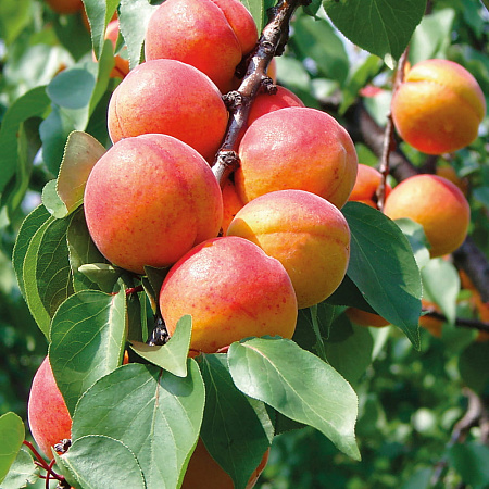 Фото Комплект полукарликовых абрикосов №1: Кичигинский, Погремок, Слава Севера