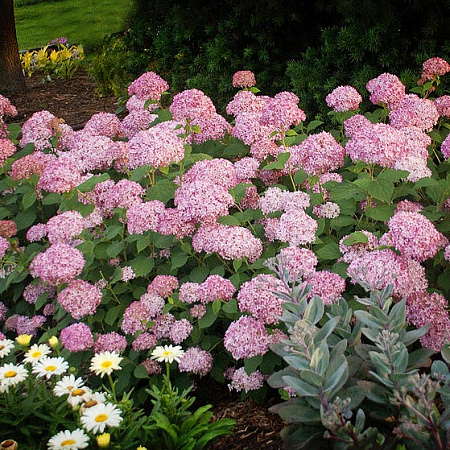 Фото Гортензия древовидная Сильная духом