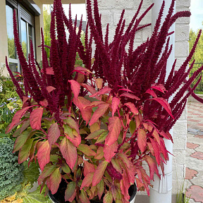 Амарант метельчатый Оешберг