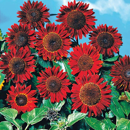 Фото Подсолнух декоративный Прадо красный