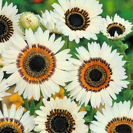 Фото Венидиум Пышный белый