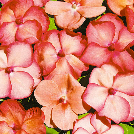 Фото Бальзамин Баланс Лососёвый пикоти