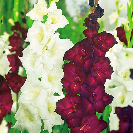 Фото Гладиолус Пьет Молен, Эспрессо набор