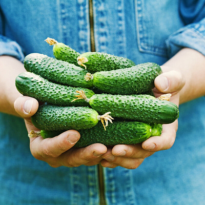 Огурец Гилрой F1