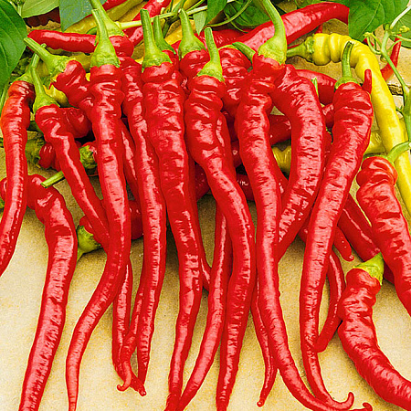 Фото Перец сладкий Артист F1