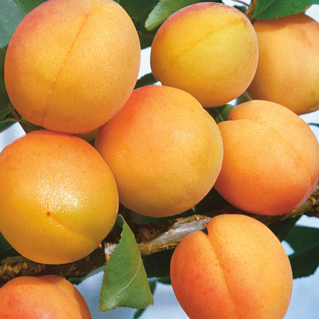 Фото Комплект полукарликовых абрикосов №1: Кичигинский, Погремок