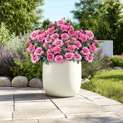 Гвоздика Оскар Пинк энд Перпл