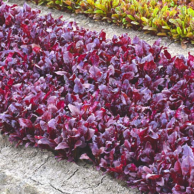 Свёкла листовая мангольд Солджер