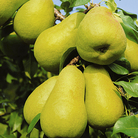 Фото Груша Нежность