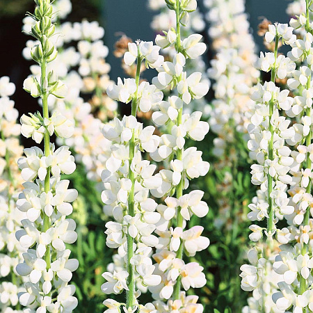 Фото Люпин Белый 200гр