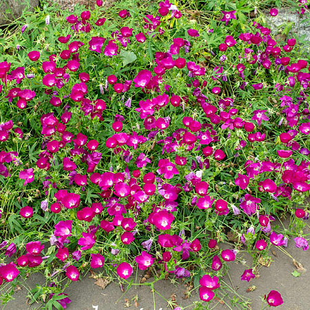 Фото Каллирое покрывальное Буффало роуз