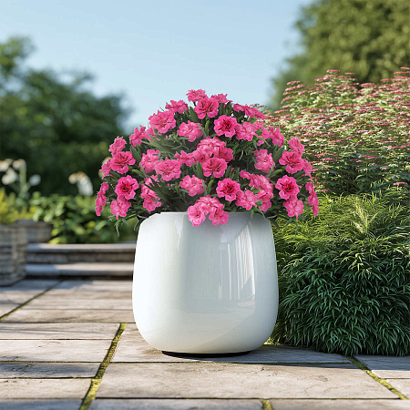 Фото Гвоздика Оскар Неон Пинк