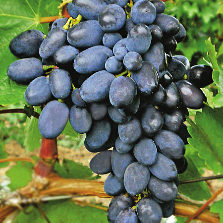 Фото Виноград Кодрянка