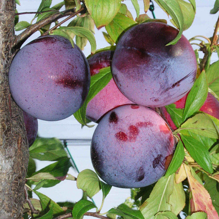 Фото Алыча Марсианин