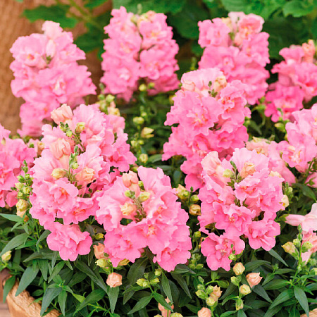 Фото Львиный зев Твинни роуз