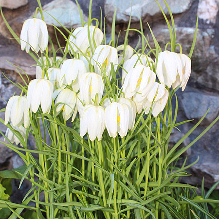 Фото Рябчик шахматный белый