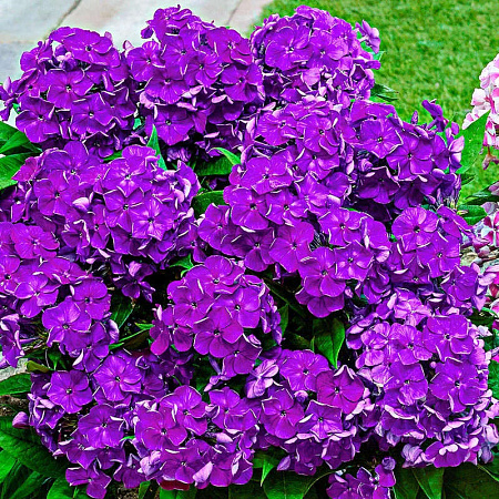 Фото Флокс метельчатый Бамбини Дизаер