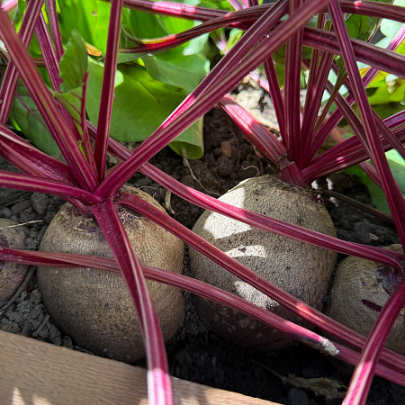 Фото Свёкла Камаро F1
