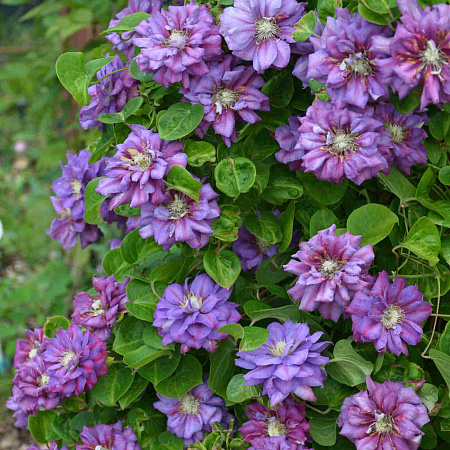 Фото Клематис Королева Бона