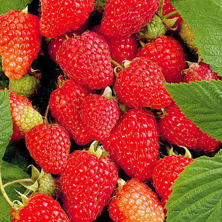 Фото Малина ремонтантная Брянское диво