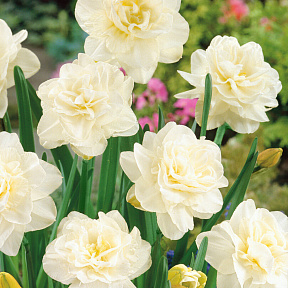 Нарцисс Обдам