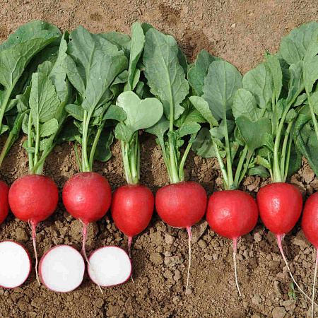 Фото Редис Данило F1