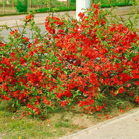 Фото Айва прекрасная Клементина
