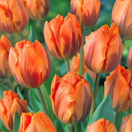 Фото Тюльпан Принцесса Ирэн