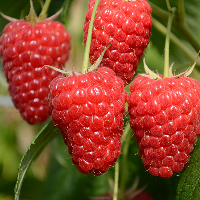 Малина Маравилла