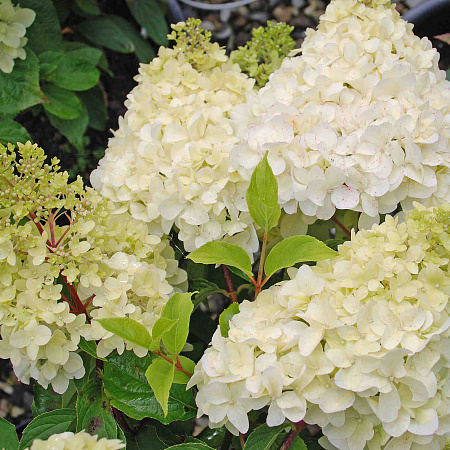 Фото Гортензия метельчатая Диамантино