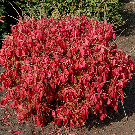 Фото Бересклет священный