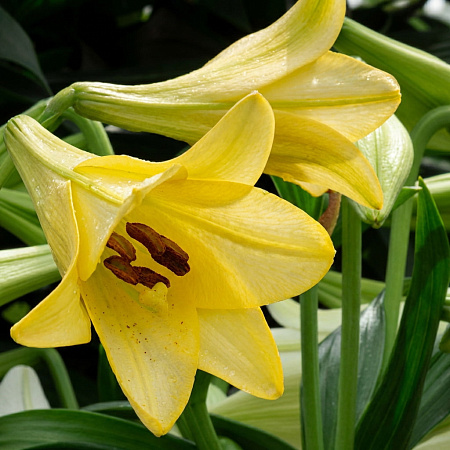 Фото Лилия лонгифлорум Делиана