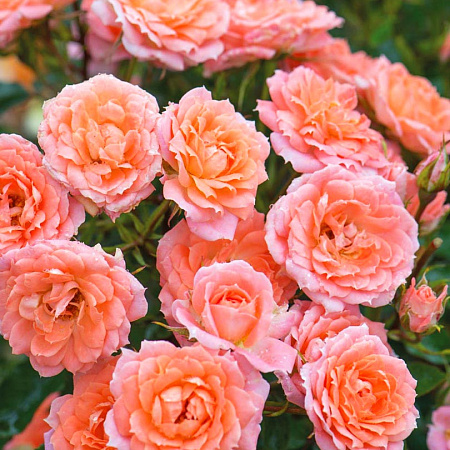 Фото Роза Цветочное царство