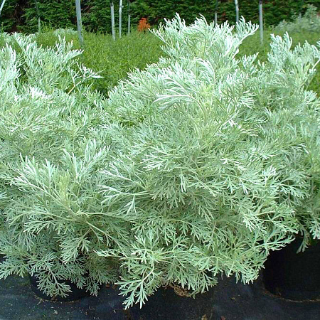 Фото Полынь Древовидная