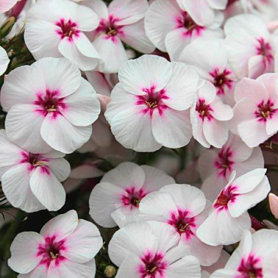 Флокс метельчатый Майкс Фейворит