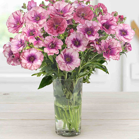 Фото Лютик Баттерфляй Фива