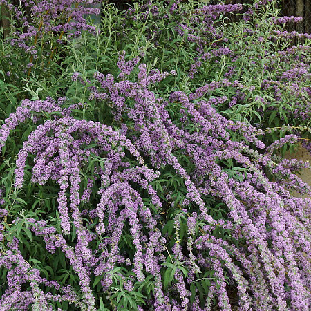 Фото Буддлея очереднолистная