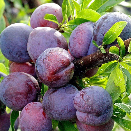 Фото Слива Сапфир