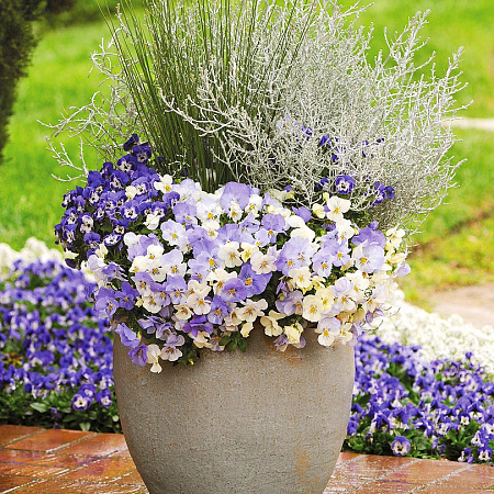 Фото Набор Горная лаванда