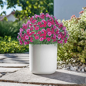 Гвоздика Миньон Дарк Ред