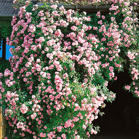 Фото Роза плетистая-рамблер Альбертин