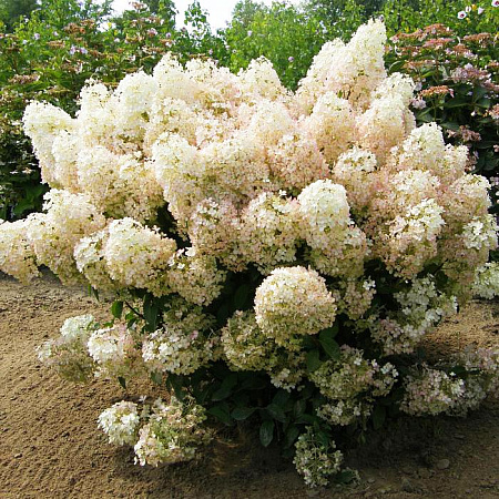 Фото Гортензия метельчатая Бобо