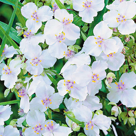 Фото Традесканция Белая куколка