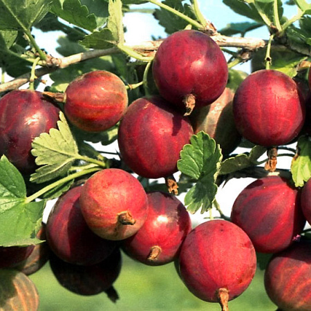 Фото Крыжовник Краснославянский