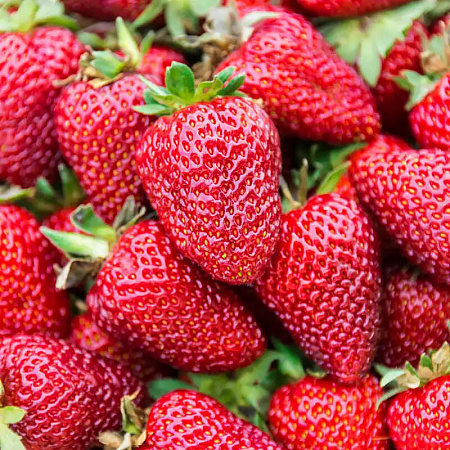 Фото Земляника садовая Брилла