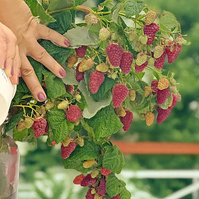 Малина ремонтантная Васёна