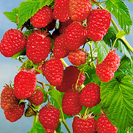 Фото Малина Солнышко