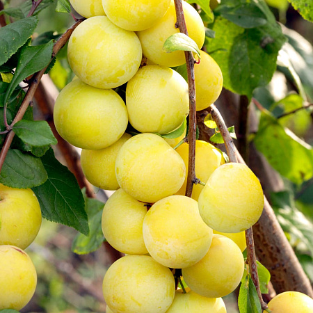 Фото Слива Мара