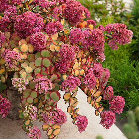 Фото Седум (очиток) зибольда Медиовариегатум