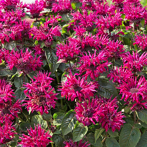 Монарда гибридная Би-Фри